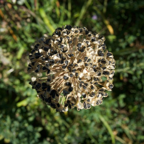Garlic Chives